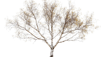 Fototapeta premium Bare Birch Tree's Graceful Silhouette: The image features a bare birch tree with its slender branches reaching towards the sky.