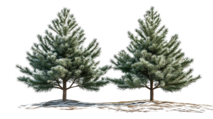 Twin Evergreen Majesty: Two majestic evergreen trees stand side-by-side, their lush green needles gently dusted with snow. a symbol of resilience, beauty, and the enduring power of nature