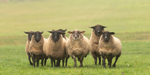 a cute group of sheep on a pasture stand next to each other and look into the camera