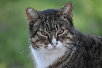 Angry cat closeup in El Retiro park, Madrid. 
