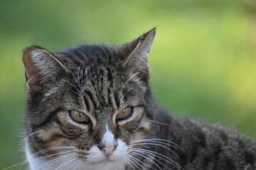 Angry cat closeup in El Retiro park, Madrid. 