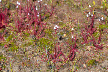 Drosera alba in natural habitat near Moedverloor in the Northern Cape of South Africa