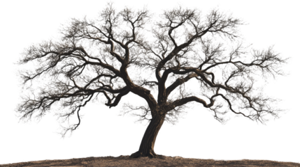 Bare Tree Silhouette: A majestic tree stands in stark silhouette, its intricate branches reaching towards the sky, emphasizing the natural beauty and starkness.