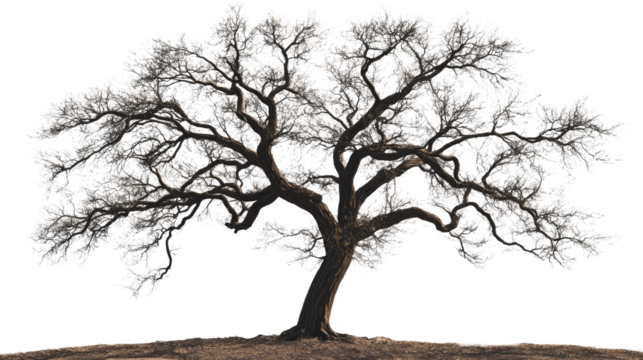 Bare Tree Silhouette: A majestic tree stands in stark silhouette, its intricate branches reaching towards the sky, emphasizing the natural beauty and starkness.