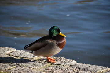 Photogrpahy of a duck on the water