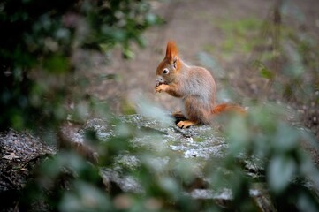 Eichhörnchen hinter einem Busch