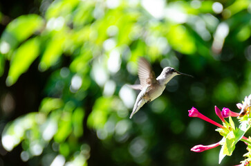Ruby treated hummingbird on sunny afternoon