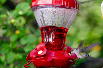 Ruby treated hummingbird on sunny afternoon