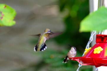 Ruby treated hummingbird on sunny afternoon