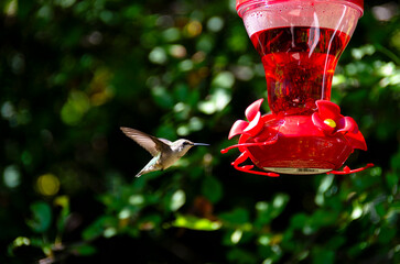 Ruby treated hummingbird on sunny afternoon