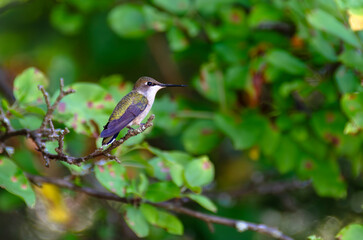 Ruby treated hummingbird on sunny afternoon