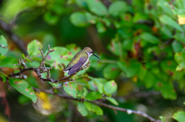 Ruby treated hummingbird on sunny afternoon
