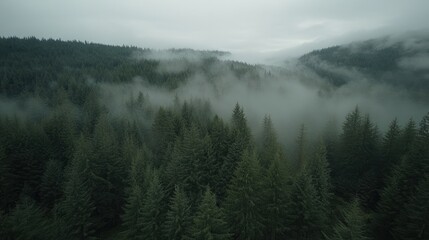 Misty Mountains Evergreen Forest Landscape