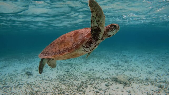 A beautiful green sea turtle swims through clear blue ocean water, showcasing marine biodiversity in its natural habitat. Chelonia mydas underwater 