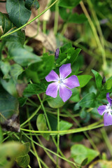 Macro image of a Greater Periwinkle bloom, Derbyshire England
