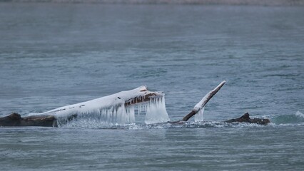 Im Wasser liegender gefrorener Baum