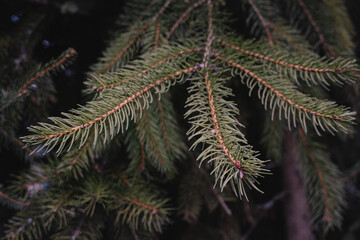 close up of pine needles