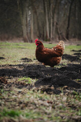 free range chicken