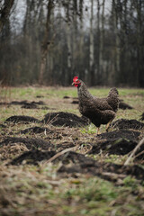 rooster on the farm
