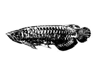 fish silhouette on white background, Digital illustration