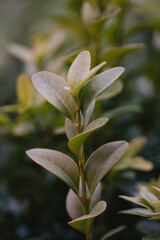 wild flowers in the garden