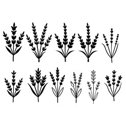 Fototapeta premium Lavender botanical floral made in vector. Lavender vector drawing set