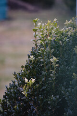 wild flowers in the garden