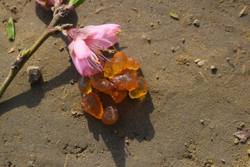 Resin on mango tree, Plum blossom Fruit, Close-up of amber-colored tree resin dripping from a rough...