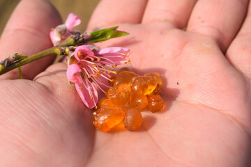 Resin on mango tree, Plum blossom Fruit, Close-up of amber-colored tree resin dripping from a rough...