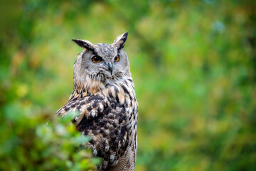 Eurasian eagle-owl hiding behind a bush