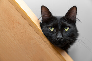 Curious Black Cat Peeking Over Edge, Playful Feline with Green Eyes Looking Down, suitable for montage display  or montage your pet cat product. peeking out from behind a white table with copy space