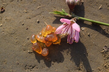 Resin on mango tree, Plum blossom Fruit, Close-up of amber-colored tree resin dripping from a rough...