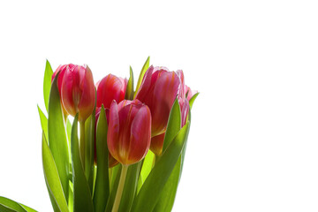 Fresh pink tulips against a white background
