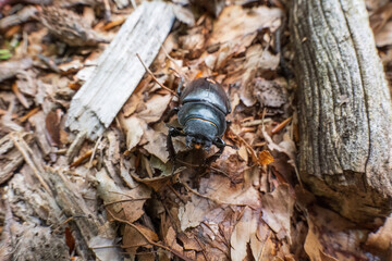 Close-up of a black beetle on forest floor
