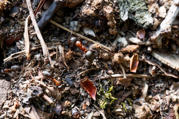 Close-up of red wood ants on the forest floor
