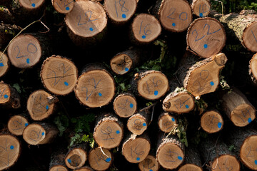 Stack of marked cut logs in a forest
