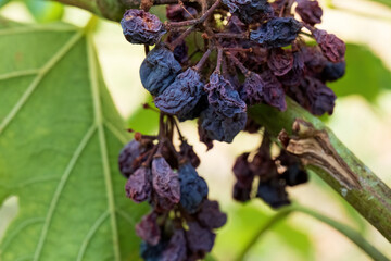 Close-up of dried grapes on a vine
