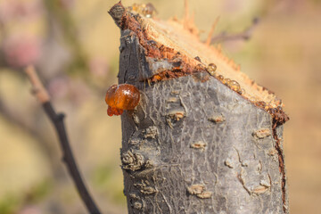 Resin on mango tree, Plum blossom Fruit, Close-up of amber-colored tree resin dripping from a rough...
