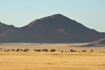 Obraz premium Morgenstimmung an der Elimdüne bei Sesriem (Namibia)