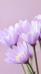 Obraz premium Close-up of delicate purple daisies on a soft pink background