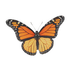 Fototapeta premium Vintage orange and black monarch butterfly with elegant wings in a classic artistic nature design.
