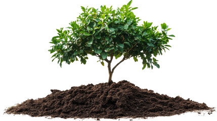   Growing Green: A thriving young tree flourishes in a mound of fertile soil, its vibrant green leaves reaching towards the light. 