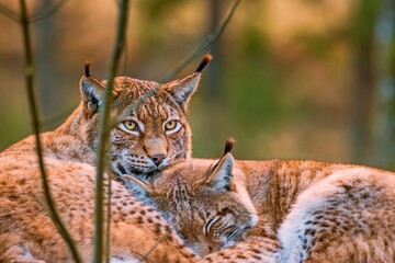 ruhende Luchse