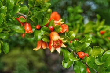 beautiful pomegranate flowers on the tree