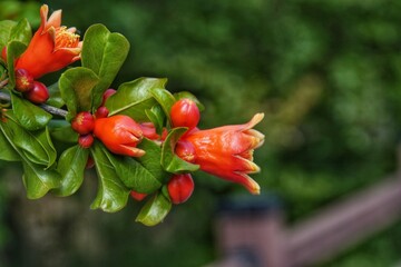 beautiful pomegranate flowers on the tree