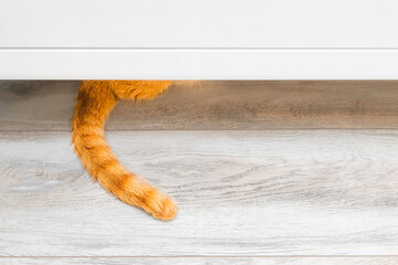 a red cat's tail sticks out from under the cabinet.  red cat tail. fragment of a red cat