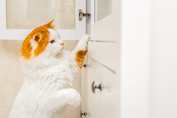 cute cat peeking into open closet, close-up. the cat is exploring the interior. curious cat. 