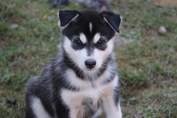 Husky Welpe 