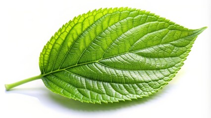 Fototapeta premium Single Green Leaf on White Background