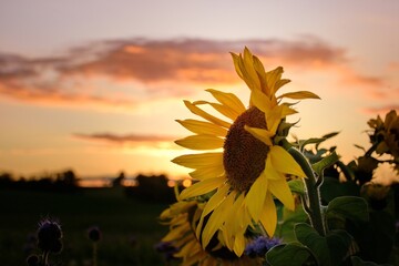Sonnenblumen in der Abendd&auml;mmerung